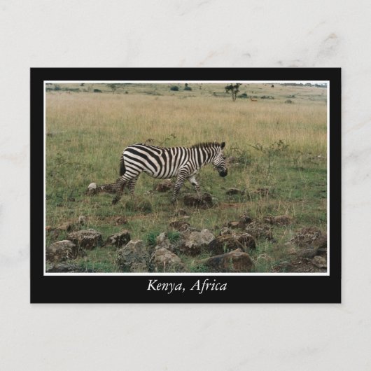 Afrika - Kenia - Wildtiere Postkarte (Vorderseite)