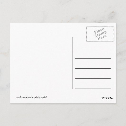 Afrika - Kenia - Wildtiere Postkarte (Rückseite)