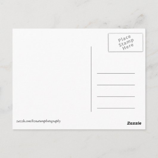 Afrika - Kenia - Wildtiere Postkarte (Rückseite)