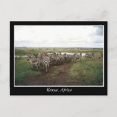 Afrika - Kenia - Wildtiere Postkarte (Vorderseite)