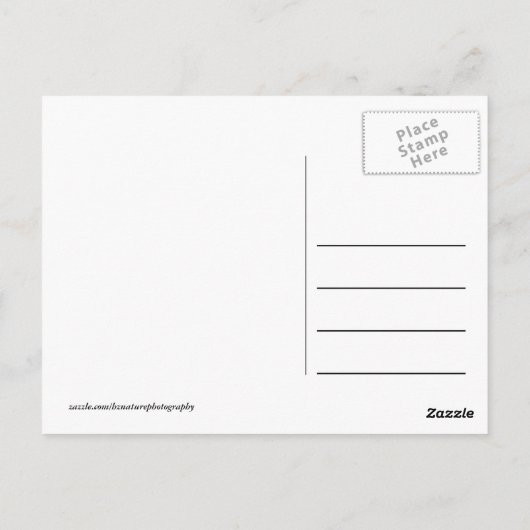 Afrika - Kenia - Wildtiere Postkarte (Rückseite)