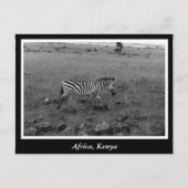 Afrika - Kenia - Wildtiere Postkarte (Vorderseite)