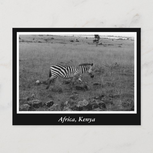 Afrika - Kenia - Wildtiere Postkarte (Vorderseite)