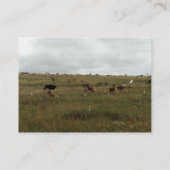 Afrika - Kenia - Wildtiere Visitenkarte (Rückseite)