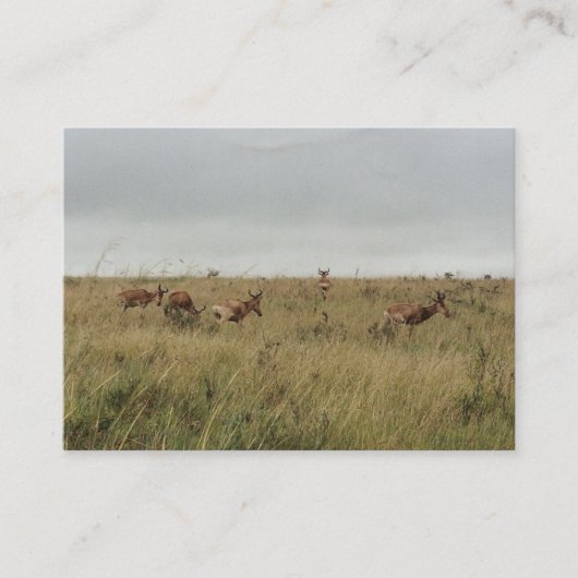 Afrika - Kenia - Wildtiere Visitenkarte (Vorderseite)