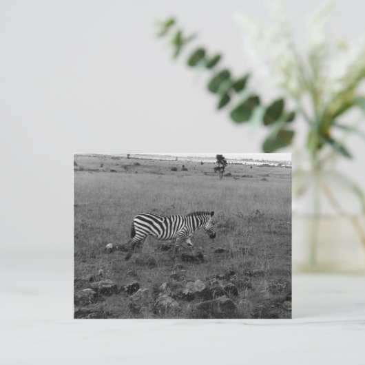 Afrika Kenia Zebra im Wilden Postkarte (Stehend Vorderseite)
