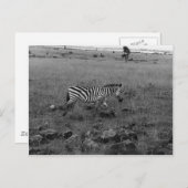 Afrika Kenia Zebra im Wilden Postkarte (Vorne/Hinten)