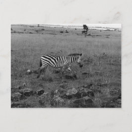 Afrika Kenia Zebra im Wilden Postkarte