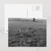 Afrika Kenia Zebra in freier Wildbahn Postkarte (Vorne/Hinten)