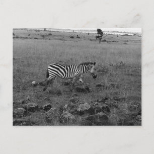 Afrika Kenia Zebra in freier Wildbahn Postkarte