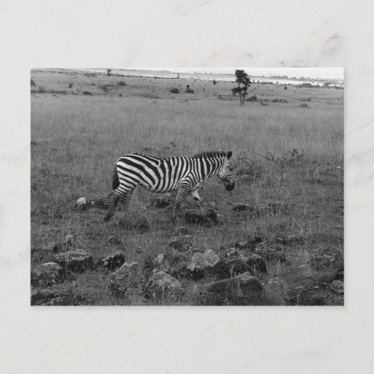Afrika Kenia Zebra in freier Wildbahn Postkarte (Vorderseite)