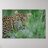 Afrika Leopard Poster (Vorne)