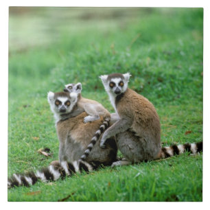 Afrika, Madagaskar, Antananarivo, Tsimbazaza Fliese