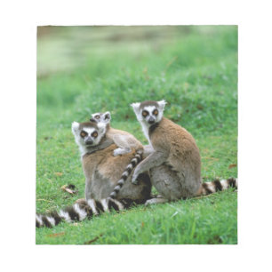 Afrika, Madagaskar, Antananarivo, Tsimbazaza Notizblock