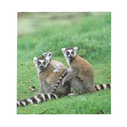 Afrika, Madagaskar, Antananarivo, Tsimbazaza Notizblock (Vorderseite)