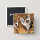 Afrika, Madagaskar, Berenty Private Reserve. Button (Vorne & Hinten)