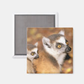 Afrika, Madagaskar, Berenty Private Reserve. Magnet (Vorderseite/Rückseite)