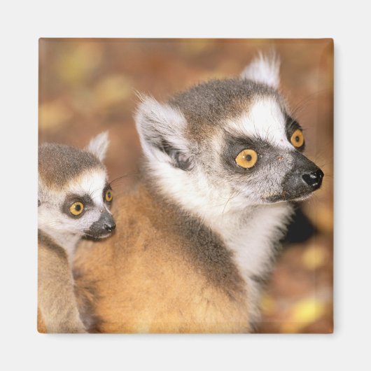 Afrika, Madagaskar, Berenty Private Reserve. Magnet (Vorne)