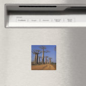 Afrika, Madagaskar, Morondava, Baobab-Allee. Magnet (In Situ (Geschirrspüler))