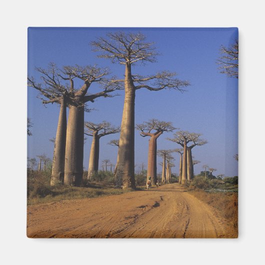 Afrika, Madagaskar, Morondava, Baobab-Allee. Magnet (Vorne)