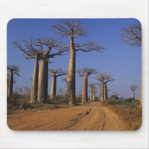 Afrika, Madagaskar, Morondava, Baobab-Allee. Mousepad