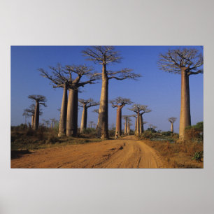 Afrika, Madagaskar, Morondava, Baobab-Allee. Poster