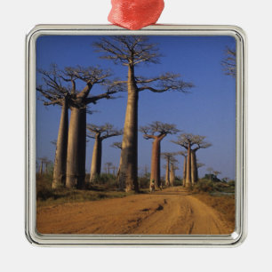 Afrika, Madagaskar, Morondava, Baobab-Allee. Silbernes Ornament