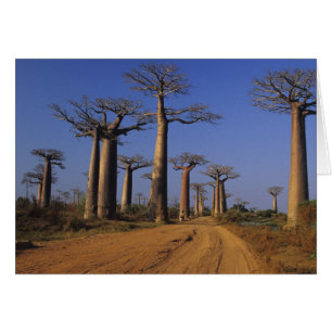 Afrika, Madagaskar, Morondava, Baobab Avenue.