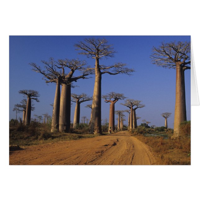 Afrika, Madagaskar, Morondava, Baobab Avenue. (Vorderseite (Horizontal))