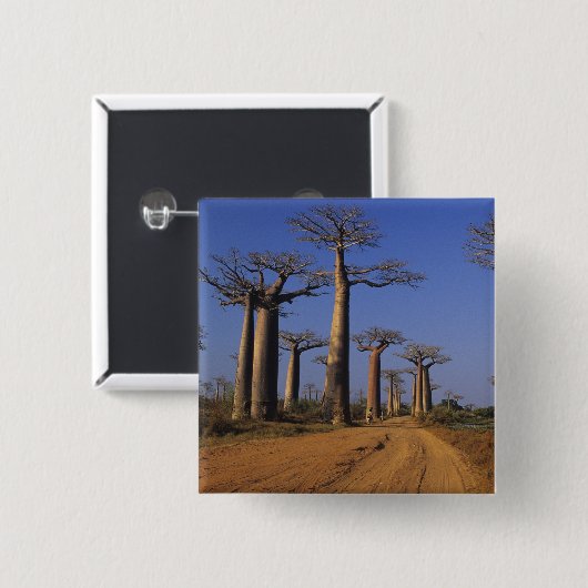 Afrika, Madagaskar, Morondava, Baobab Avenue. Button (Vorne & Hinten)