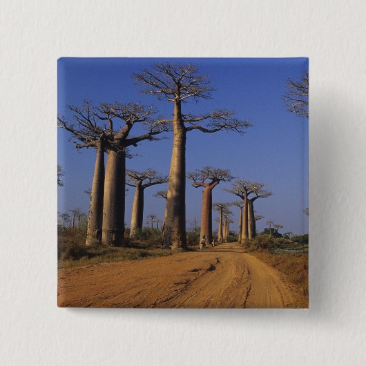 Afrika, Madagaskar, Morondava, Baobab Avenue. Button (Vorderseite)