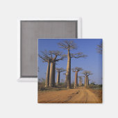 Afrika, Madagaskar, Morondava, Baobab Avenue. Magnet (Vorderseite/Rückseite)