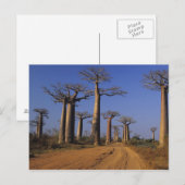 Afrika, Madagaskar, Morondava, Baobab Avenue. Postkarte (Vorne/Hinten)