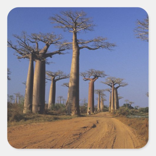 Afrika, Madagaskar, Morondava, Baobab Avenue. Quadratischer Aufkleber (Vorderseite)
