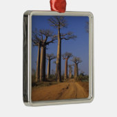 Afrika, Madagaskar, Morondava, Baobab Avenue. Silbernes Ornament (Rechts)