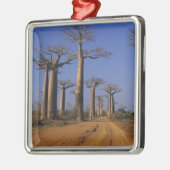 Afrika, Madagaskar, Morondava, Baobab Avenue. Silbernes Ornament (Links)