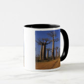 Afrika, Madagaskar, Morondava, Baobab Avenue. Tasse (VorderseiteRechts)