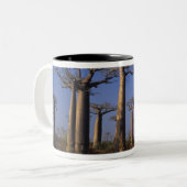 Afrika, Madagaskar, Morondava, Baobab Avenue. Zweifarbige Tasse (Vorderseite Links)