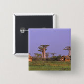 Afrika, Madagaskar, Morondava. Baobabs Button (Vorne & Hinten)