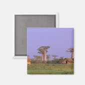 Afrika, Madagaskar, Morondava. Baobabs Magnet (Vorderseite/Rückseite)