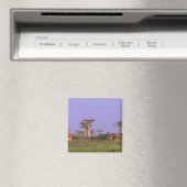 Afrika, Madagaskar, Morondava. Baobabs Magnet (In Situ (Geschirrspüler))