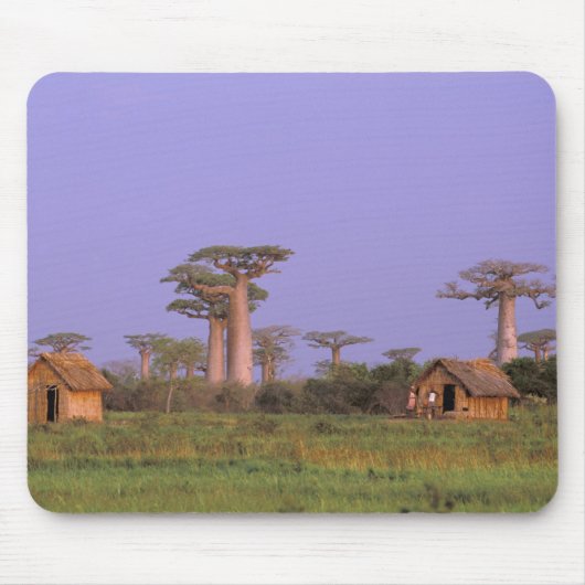 Afrika, Madagaskar, Morondava. Baobabs Mousepad (Vorne)