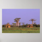 Afrika, Madagaskar, Morondava. Baobabs Poster (Vorne)