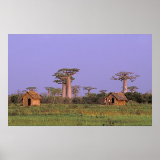 Afrika, Madagaskar, Morondava. Baobabs Poster (Vorne)