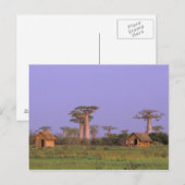Afrika, Madagaskar, Morondava. Baobabs Postkarte (Vorne/Hinten)