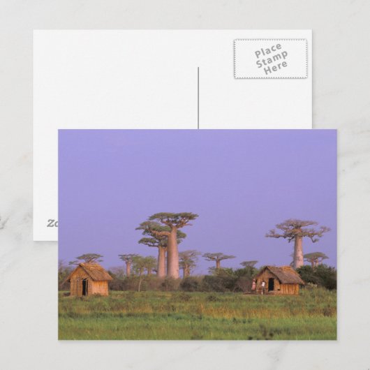 Afrika, Madagaskar, Morondava. Baobabs Postkarte (Vorne/Hinten)