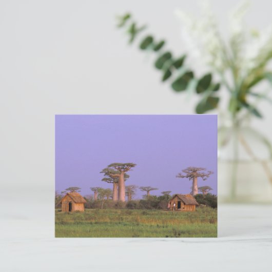 Afrika, Madagaskar, Morondava. Baobabs Postkarte (Stehend Vorderseite)