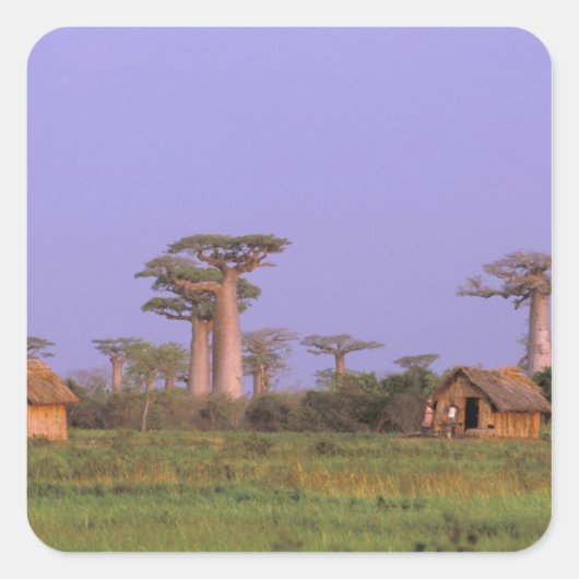 Afrika, Madagaskar, Morondava. Baobabs Quadratischer Aufkleber (Vorderseite)