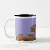 Afrika, Madagaskar, Morondava. Baobabs Zweifarbige Tasse (Links)