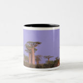 Afrika, Madagaskar, Morondava. Baobabs Zweifarbige Tasse (Mittel)